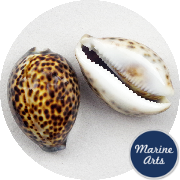 8680 - Cowrie Tiger Large 7-9cm